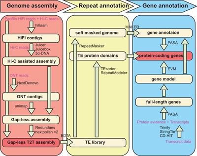 Telomere-to-telomere and haplotype-resolved genome assembly of the Chinese cork oak (Quercus variabilis)